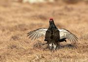 Birkhahnbalz - Black Grouse Courtship